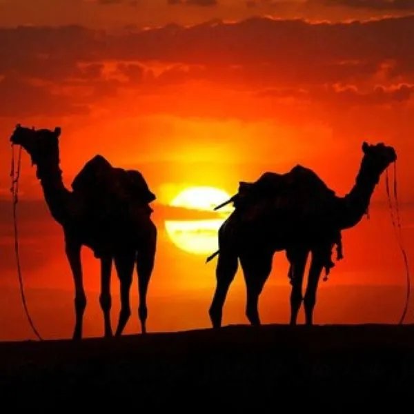 Silhouettes de dromadaires au coucher du soleil dans le désert d'Agafay