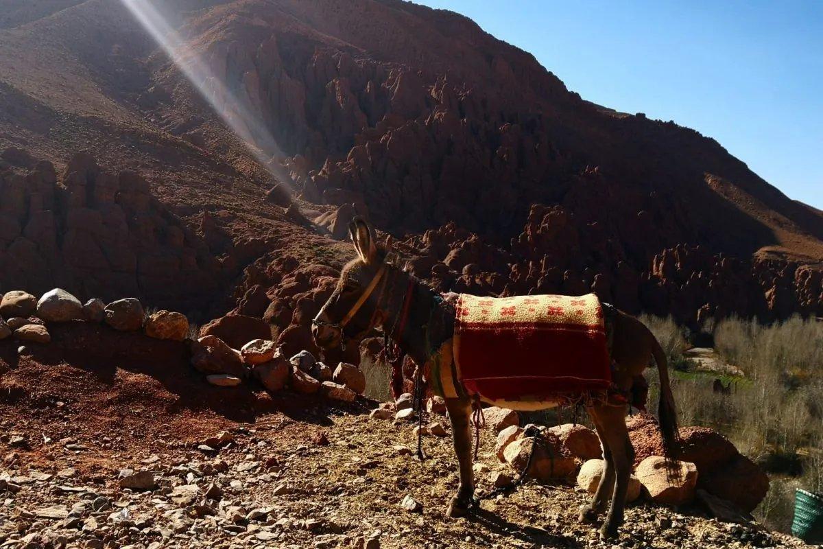 Désert du Sahara : Marrakech – Merzouga — photo 4