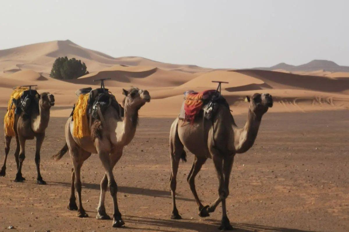 Désert du Sahara : Marrakech – Merzouga — photo 5