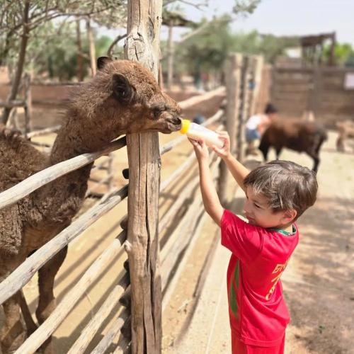 Ce que les enfants vont adorer à la Secret Family Farm